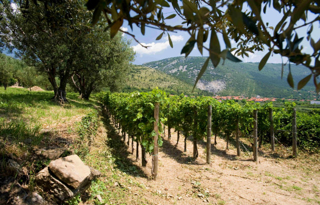 Ein Blick in den Weingarten der Azienda Agricola Sancin (Quelle: Sancin)
